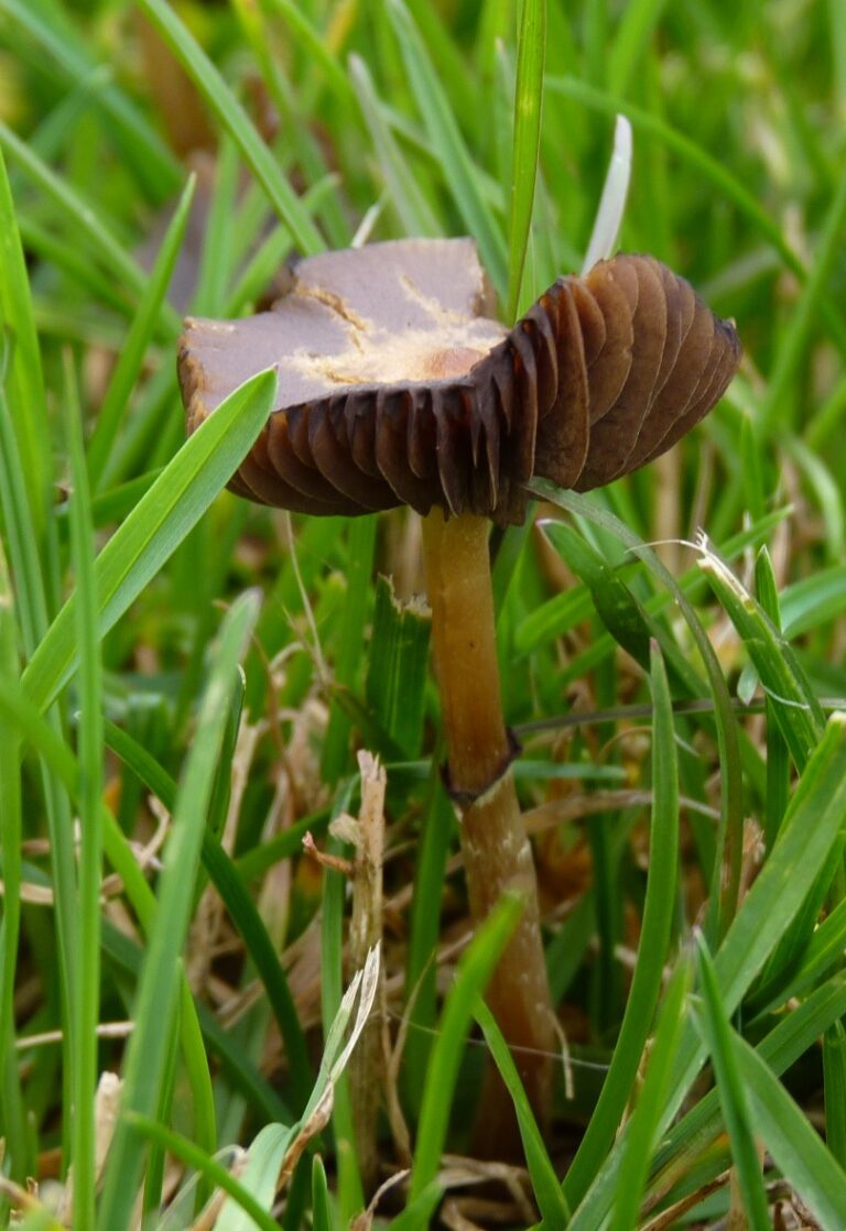 Psilocybe Stuntzii | Blue Ringer Mushrooms | magic mushrooms