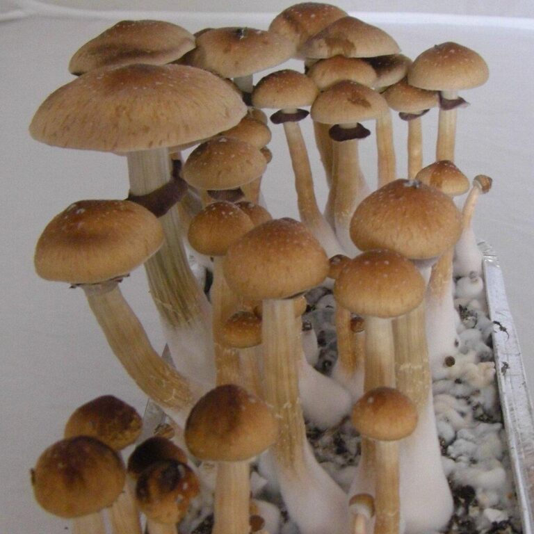 Psilocybe Cubensis Mushrooms For Sale | Psilocybe Cubensis Dried