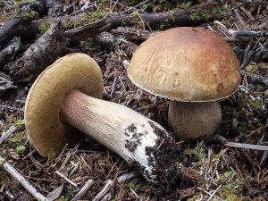 Bolete Mushroom