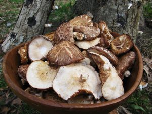 shiitake mushroom