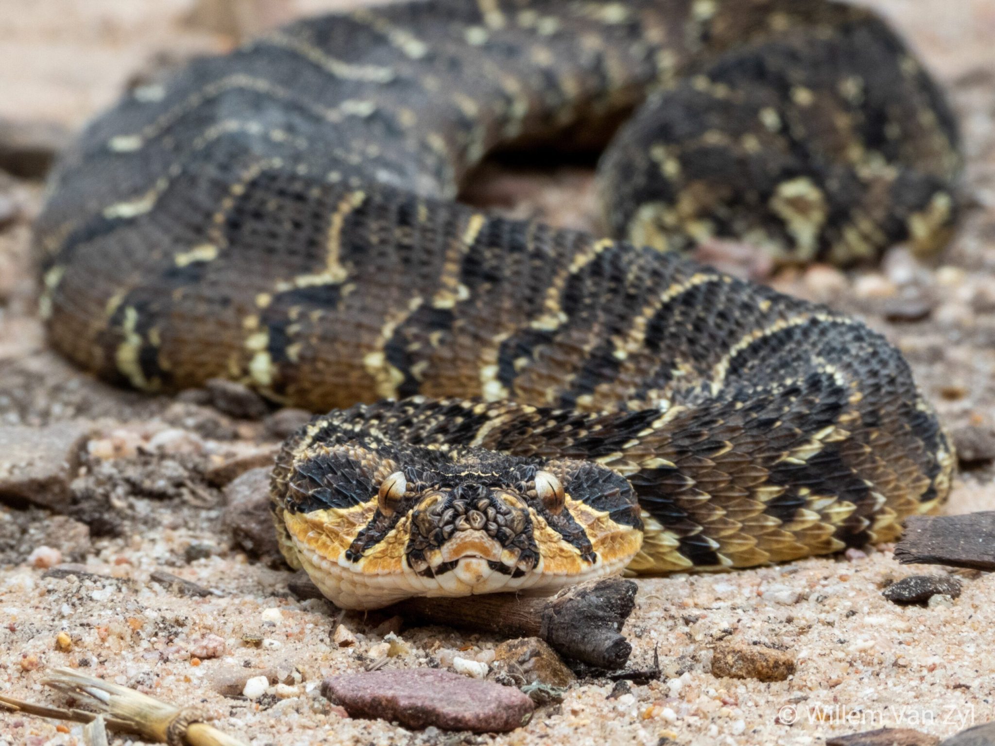 Puff Adder Snake Venom For Sale Buy Pure Bitis Arietans Venom Online